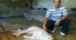 Cristian Eusebi con il vitellino ucciso dai lupi