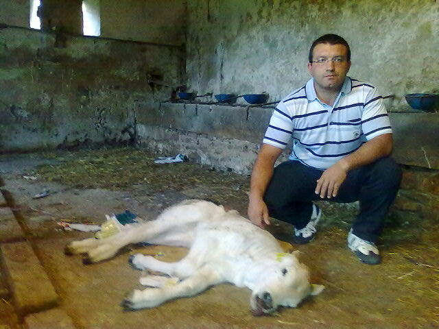 Lupi attaccano vitelli: allevatori in allarme Cristian Eusebi con il vitellino ucciso dai lupi