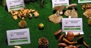 Funghi in mostra (foto d'archivio)
