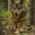 Il lupo, uno degli animali del nostro territorio