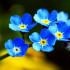 "I fiori blu"