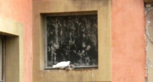 Piccioni solidali