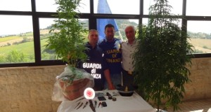 Le piante di marijuana sequestrate