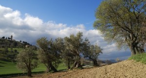 Colleluce e la sua campagna