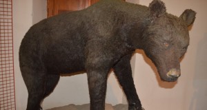La fedele ricostruzione dell'orso bruno marsicano esposta a San Domenico