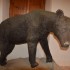 La fedele ricostruzione dell'orso bruno marsicano esposta a San Domenico