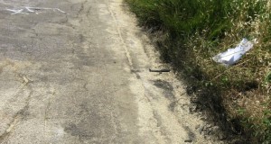 “Mai più fiori schiacciati sulle strade”