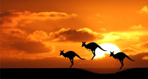 Canguri in Australia
