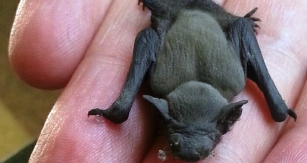Il piccolissimo pipistrello sulle dita di una mano