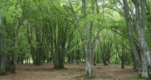 La faggeta di Canfaito