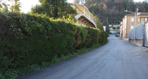 La siepe lungo via Galilei