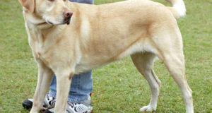 "Festa del cane"