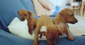 I cuccioli salvati dall'abbandono