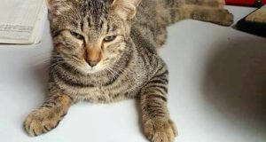 Il gattino Vasco