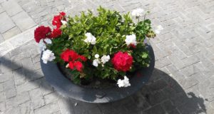 Una delle fioriere con i colori bianco e rosso della città di San Severino