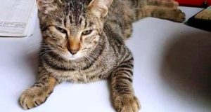 Vasco, il gattino tigrato della storia