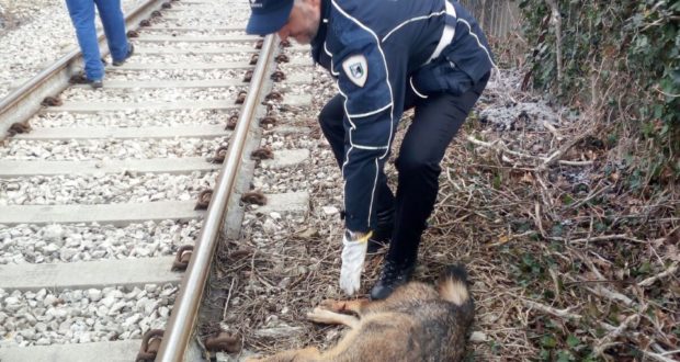 Il lupo ucciso dal treno