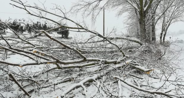 Uno dei tanti alberi caduti sul territorio settempedano a causa della neve