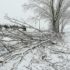 Uno dei tanti alberi caduti sul territorio settempedano a causa della neve
