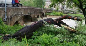 Ponte Sant'Antonio: il fiume liberato da tronchi