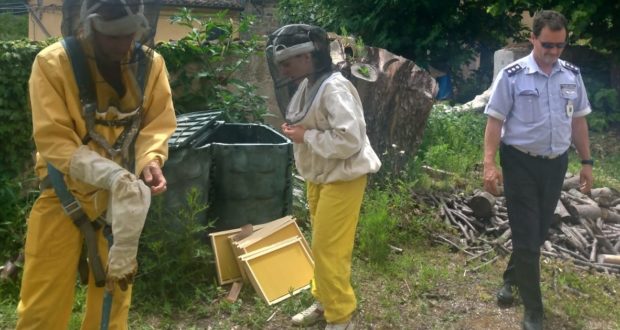 Polizia locale ed esperti intervengono per rimuovere lo sciame di api
