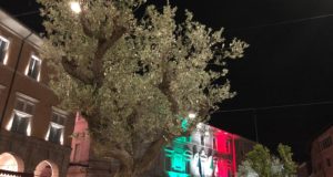 Un ulivo collocato in piazza e, alle spalle, il tricolore sulla facciata del Municipio