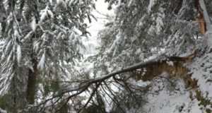 L'albero piegato dalla neve
