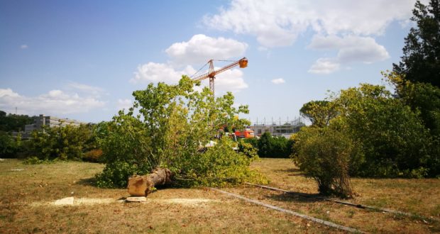 Uno degli alberi tagliato