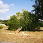 Uno degli alberi tagliato