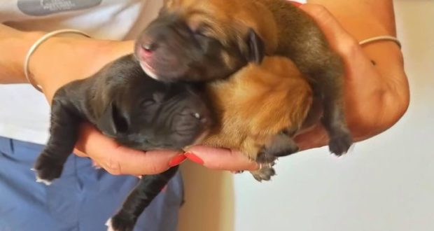 I cuccioli abbandonati