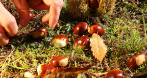 Gita sociale del Circolo Acli: destinazione Montemonaco per la “Raccolta delle castagne”