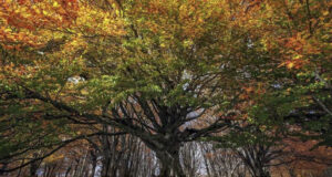 Canfaito in autunno
