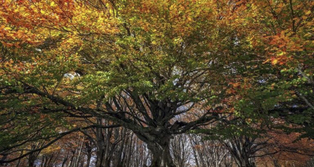 Canfaito in autunno