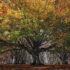 Canfaito in autunno