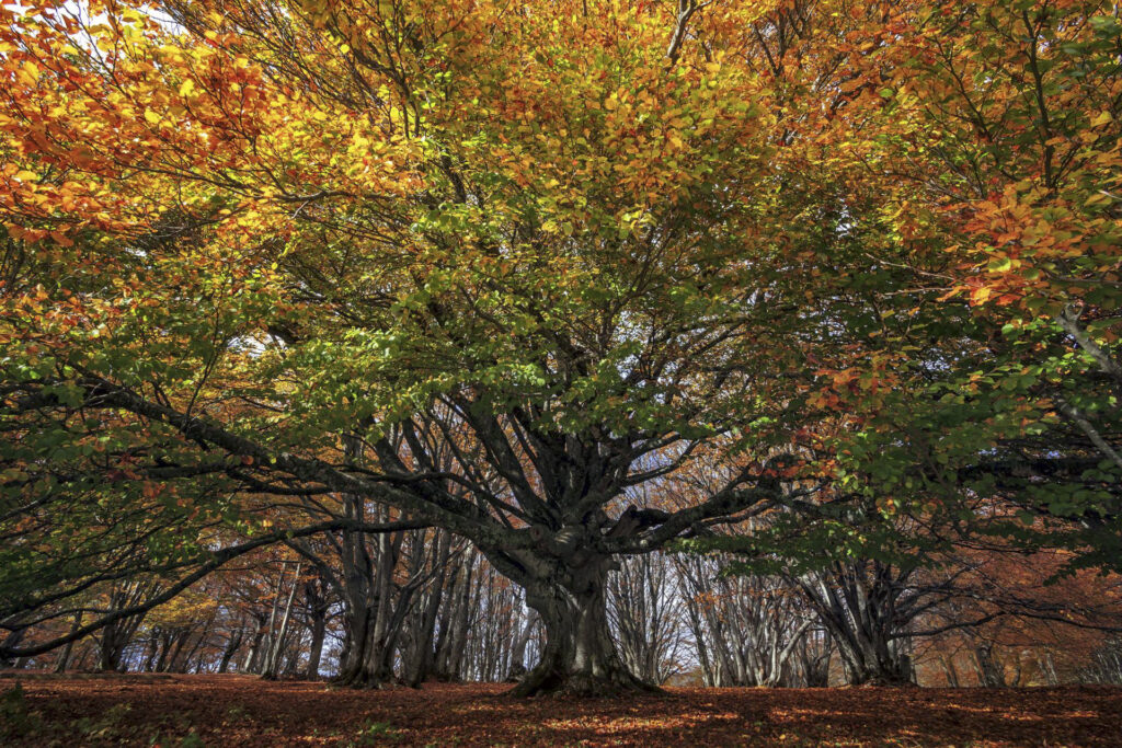 Foliage a Canfaito, l’invito a un turismo rispettoso: torna la sosta a pagamento nella faggeta Foliage a Canfaito
