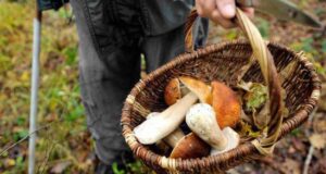 Unione montana: al via il nuovo corso per la raccolta dei funghi