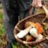 Unione montana: al via il nuovo corso per la raccolta dei funghi